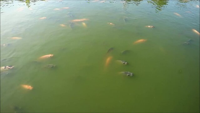 Footage of a School of Black and Red Nile Tilapias Relaxing in a Sunshine Pond