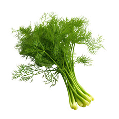 dill isolated on a transparent background