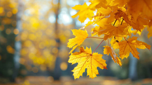 Autumn yellow maple leaves on a blurred forest