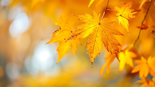 Autumn yellow maple leaves on a blurred forest