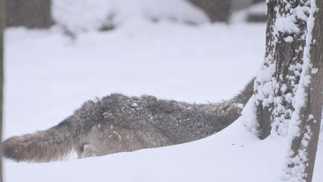 Majestic Gray Wolf Standing in Snow and hide his head to snowdrift hunt his meal t heavy snowfall
