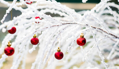 Red Christmas balls and snowy branch. winter holidays concept. Beautiful winter