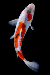 Koi fish isolated on black background. Fish with clipping path.