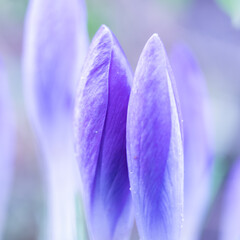 closeup crocuses blur background