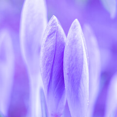 Close-up of crocuses completely lilac