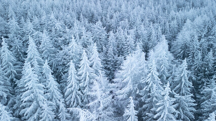 Fototapeta na wymiar Aerial view of snow covert tree tops in Hoherodskopf, Germany 