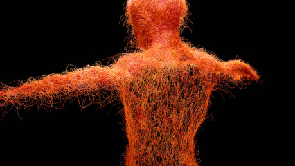 Human arterial and venous circulatory system, Medically accurate animation of Vains and arteries growth, blood vessels, Red capillaries network, 3d render - obrazy, fototapety, plakaty