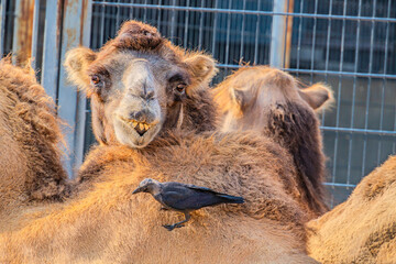 Close-up portrait of a double-humped camel. camel is a pack desert animal.