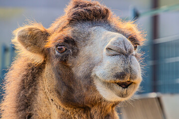 Close-up portrait of a double-humped camel. camel is a pack desert animal.