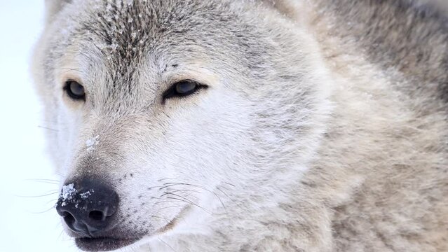 Close view of a wolf with snow covering its face, highlighting the captivating beauty of this majestic creature in its wintry habitat. 4k super slow motion video