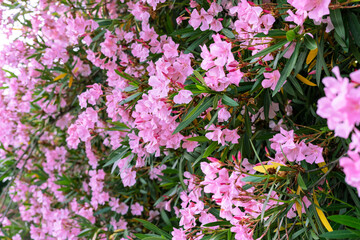 Common oleander tree with lush blooms of delicate pink flowers Botanical background Nerium oleander...