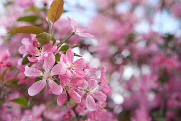 Branch of blooming apple tree on background of blooming garden. Spring background with bokeh...