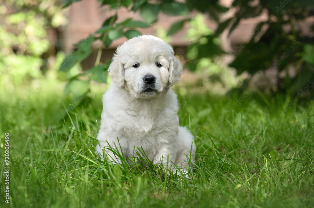 Wall mural golden retriever puppy sitting outdoors in summer