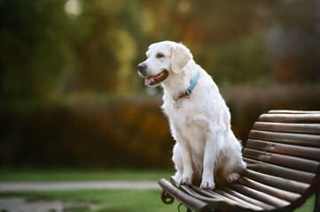 golden retriever dog posing in the park wearing a collar with id tag