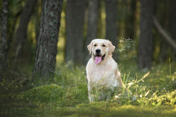 happy golden retriever dog posing in the forest