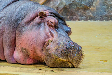 Giant hippopotamus sleeping beauty in the zoo