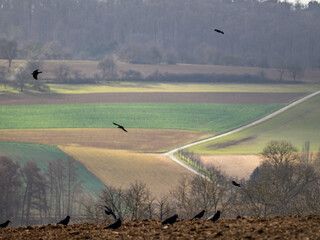 Krähen suchen Futter auf einem Feld im Winter