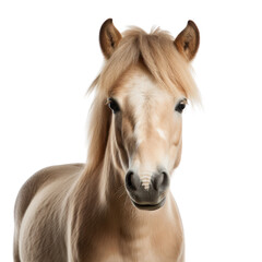 palamino horse on transparent background
