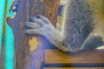 Lemur Catta Maki in nature, selective focus on it's paw, natural habitat