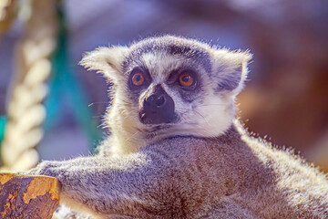 Single Lemur staring directly at camera