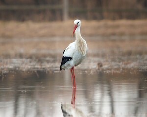 yellow billed stork