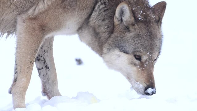 Wolf Standing in Snow, Searching for Food. 4k cinematic winter slow motion raw video