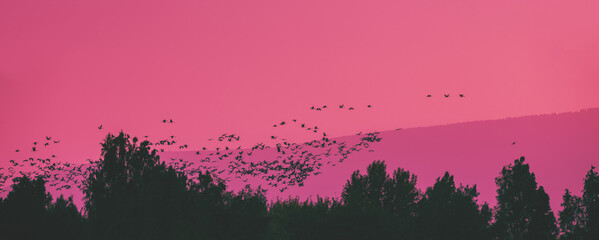 A flock of birds (Common crane) flies against the background of mountains in the evening. Hula...