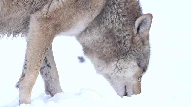 Wolf Standing in Snow, Eating Prey during heavy winter snowfall. 4k super slow motion cinematic viedo