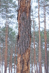 Fototapeta premium part of a sick one old brown pine with dry fallen bark in the forest