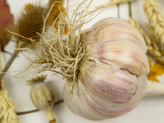 Fresh large head of garlic and dry plants lie on a white background. Autumn  composition. Harvest time.
