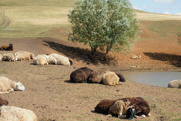 Sheep rest in the shade near the water in summer