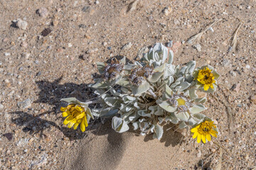 yellow flowers of  succulent plant on sand in desert, Kolmanskop,  Namibia