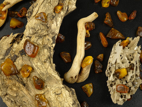 Dry branches and weathered tree bark and small pieces of polished amber on a black background, natural composition 