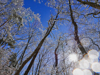 積雪した冬の木々