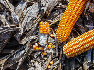 Top view of Dried corn cobs on on dry corn leaves after harvest