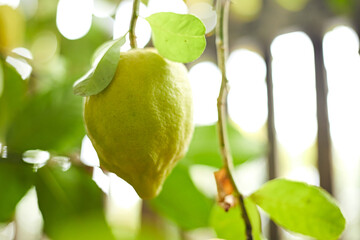 Organic yellow ripe lemons