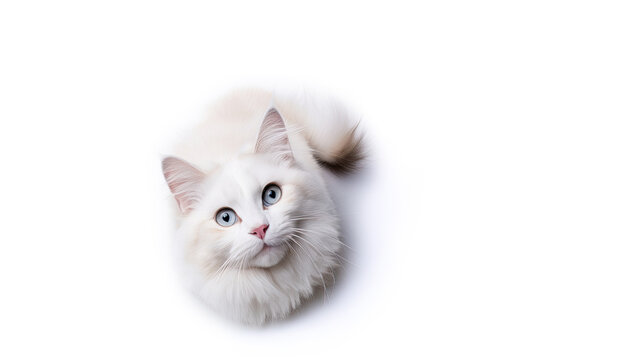 Top view of a fluffy white cat sitting on the floor and looking up. Free space for product placement or advertising text.