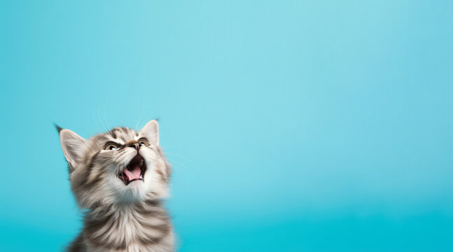 Fluffy kitten meows on a light blue background. Free space for product placement or advertising text.