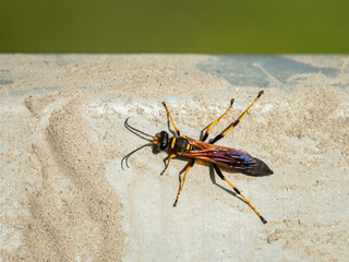 Closeup of a big mud dauber wasp