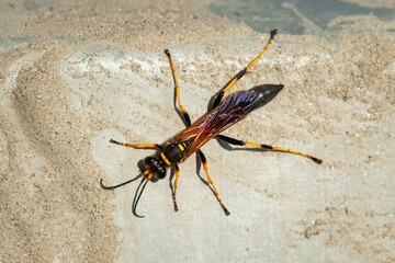 Closeup of a big mud dauber wasp