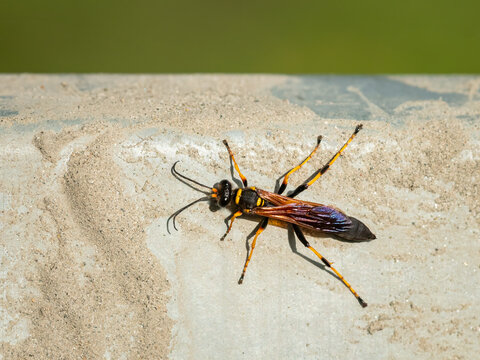 Closeup of a big mud dauber wasp