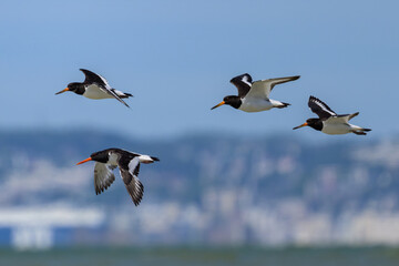 A group of Eurasian Oystercatchers flying over the beach