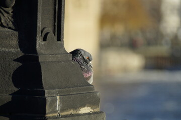 Taube Karlsbrücke Prag