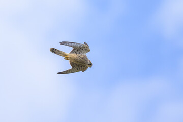 A Common Kestrel in flight on a sunny day in summer