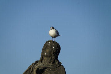 Vögel auf der Karlsbrücke in Prag