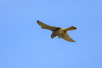 A Common Kestrel in flight on a sunny day in summer