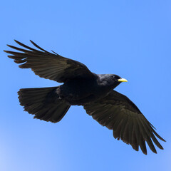 Alpine Chough flying on a sunny day blue sky