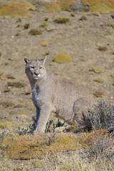 Naklejka na ściany i meble Puma in the wild in Torres del Paine