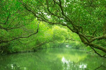 Tunnel of trees lining the green lake surface.