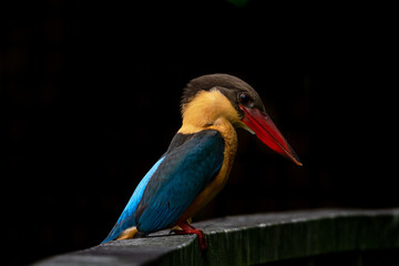 Close up image of Stork-billed kingfisher perching on the wooden bridge.